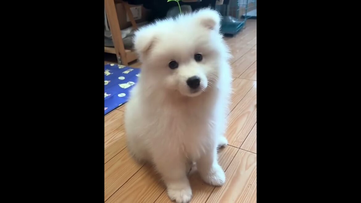 Why Being CUTE Isn't Just About Looks