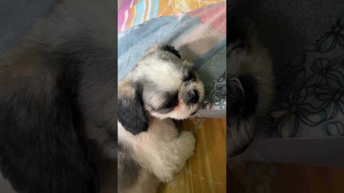 Adorable Puppy Sleeping Peacefully | Cutest Nap Ever! #PetVideos #PuppyLove