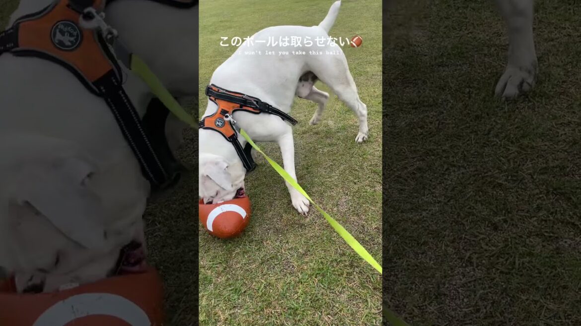 ボールが生きてる間はベストを尽くさなきゃ　ボクサー犬