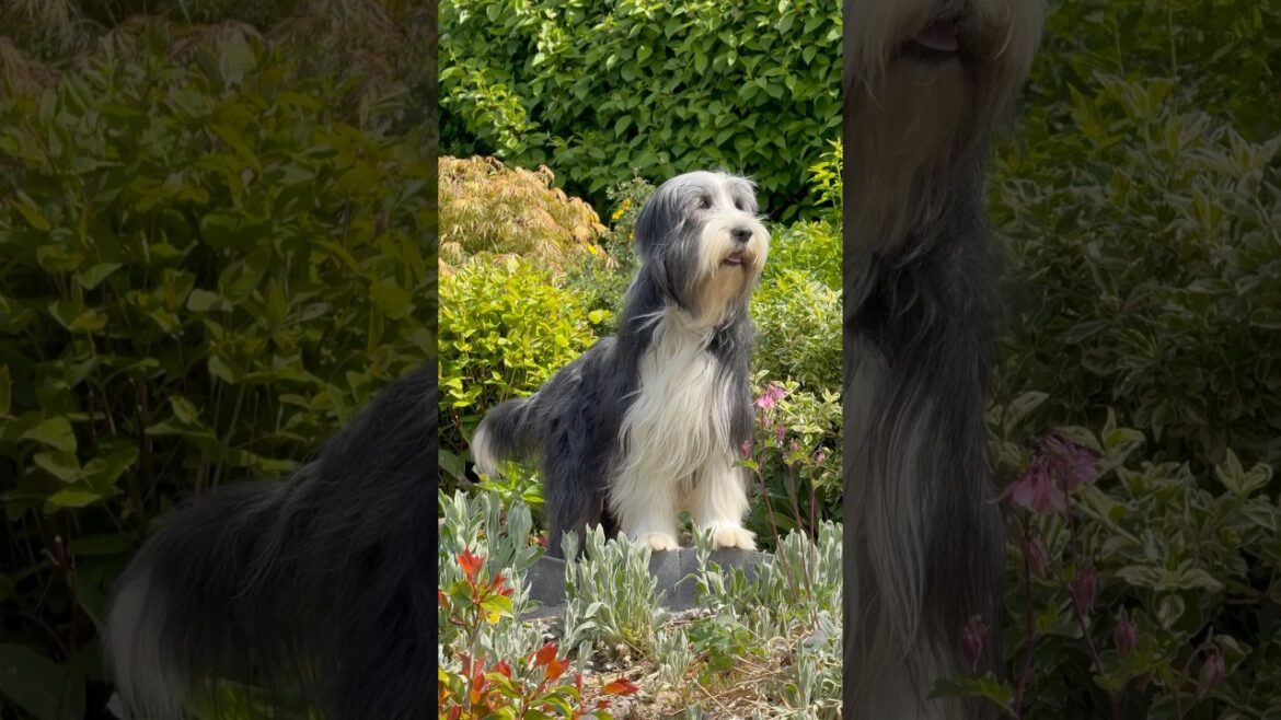 Enjoying peace on a beautiful day! #dog #collie #beardedcollie #cutedog #doglife #shorts