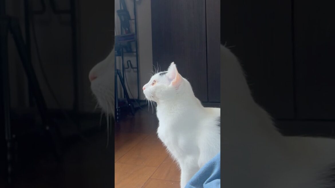 【留守番】窓の外を見てたそがれる猫。#保護猫 #猫 #ミルねーさん#猫のいる暮らし #shorts 【留守番】窓の外を見てたそがれる猫。#保護猫 #猫 #ミルねーさん#猫のいる暮らし #shorts