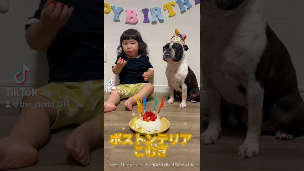 ついに5歳になったぞよ🎂 【ボストンテリア】こむぎ✨ #shorts