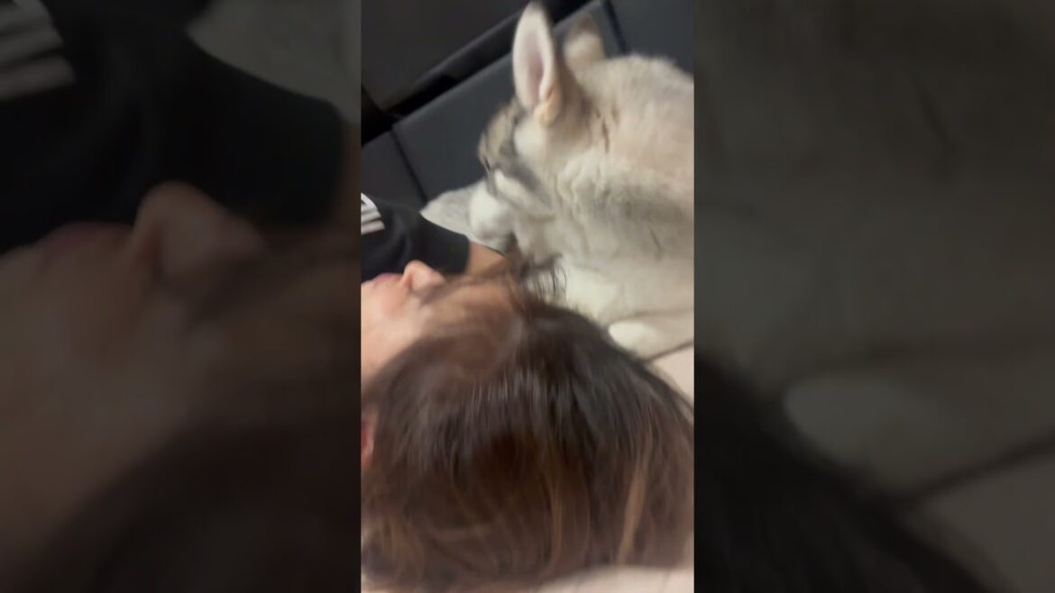 愛犬【ハスキー】がママの髪の毛を、、、！！#シベリアンハスキー #赤ちゃん #可愛い #大型犬 #ハスキー #犬 #siberianhusky #イタズラ #おもしろ #shorts  #恐怖