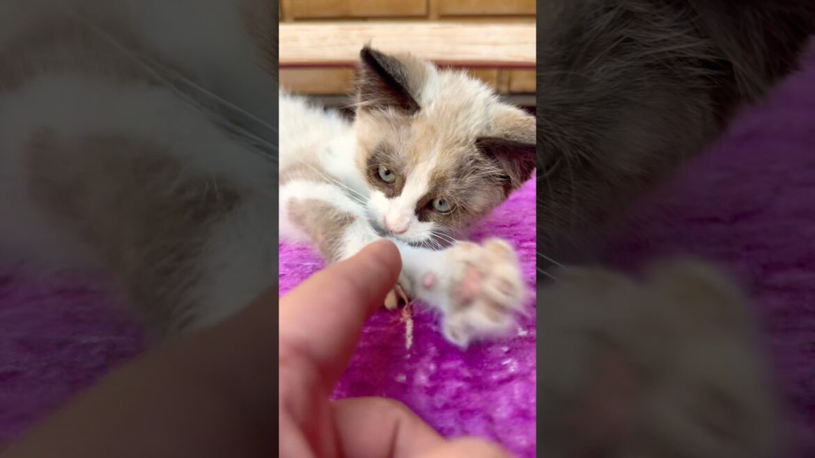 Kitten Enjoying Peace in the Heart of Nature#shorts #pets #cute #cat #kitten