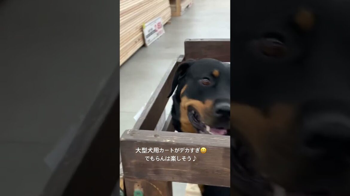 ロットワイラーらん、ホームセンターで買い物🛍️