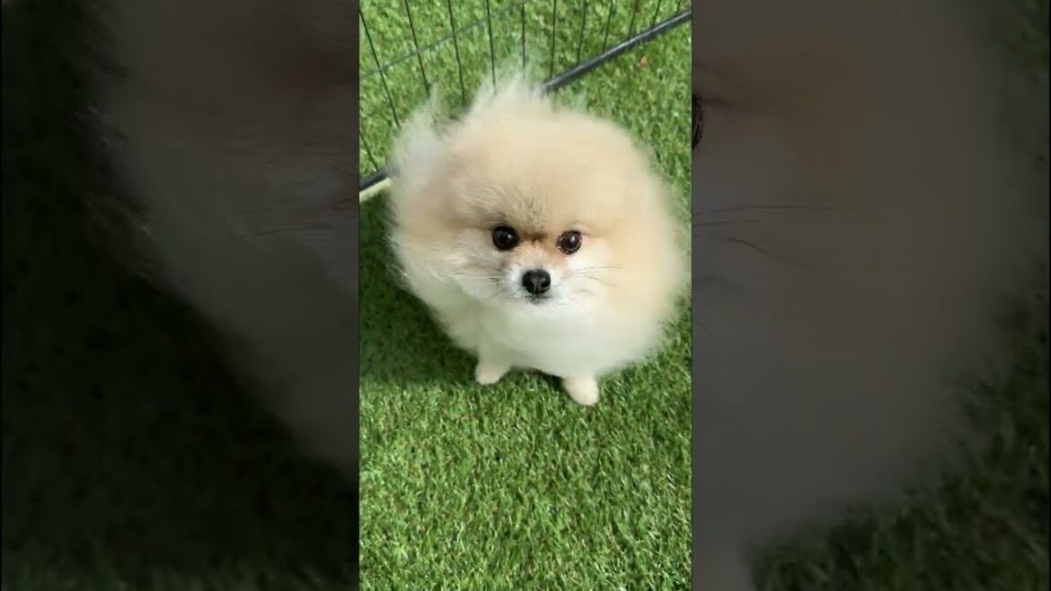 今更な強風オールバックポメラニアン≪#926 ≫