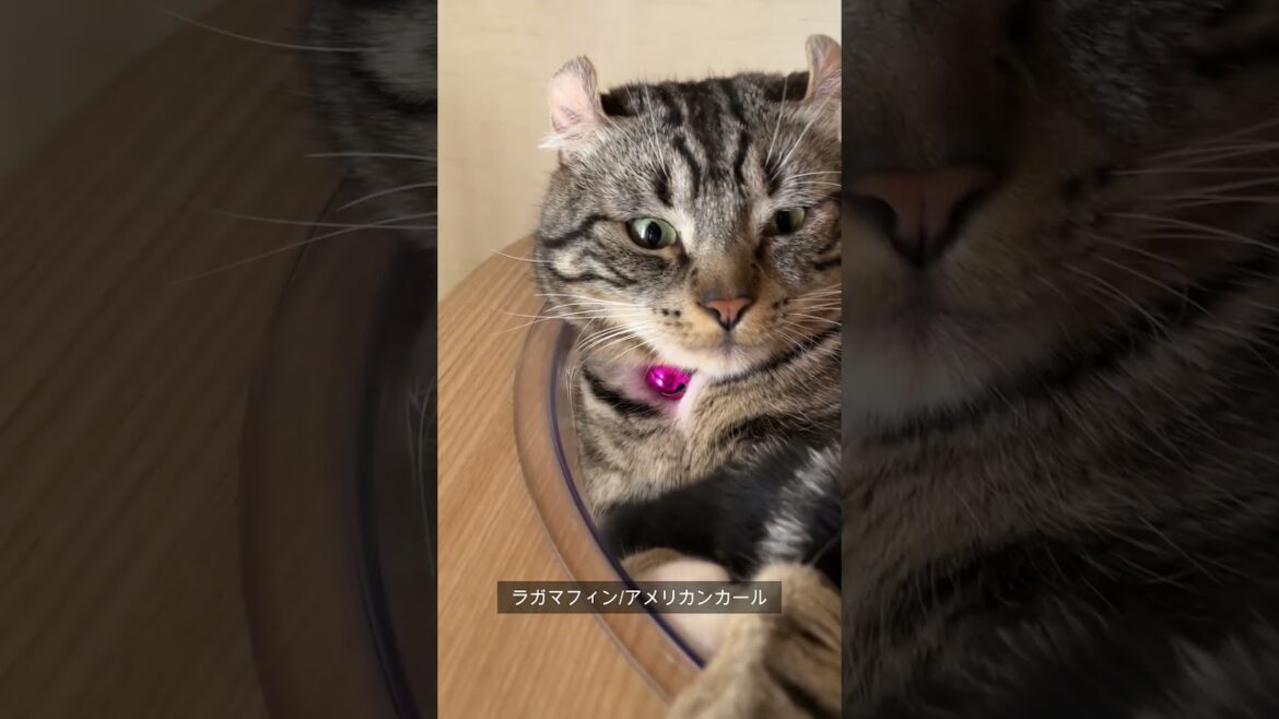 【うちニャン】今日のお昼寝場所　 #ラガマフィン　#アメリカンカール