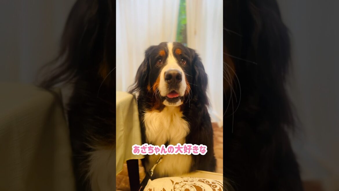 早い‼️ゆで卵をあっという間に完食したバーニーズ🐾