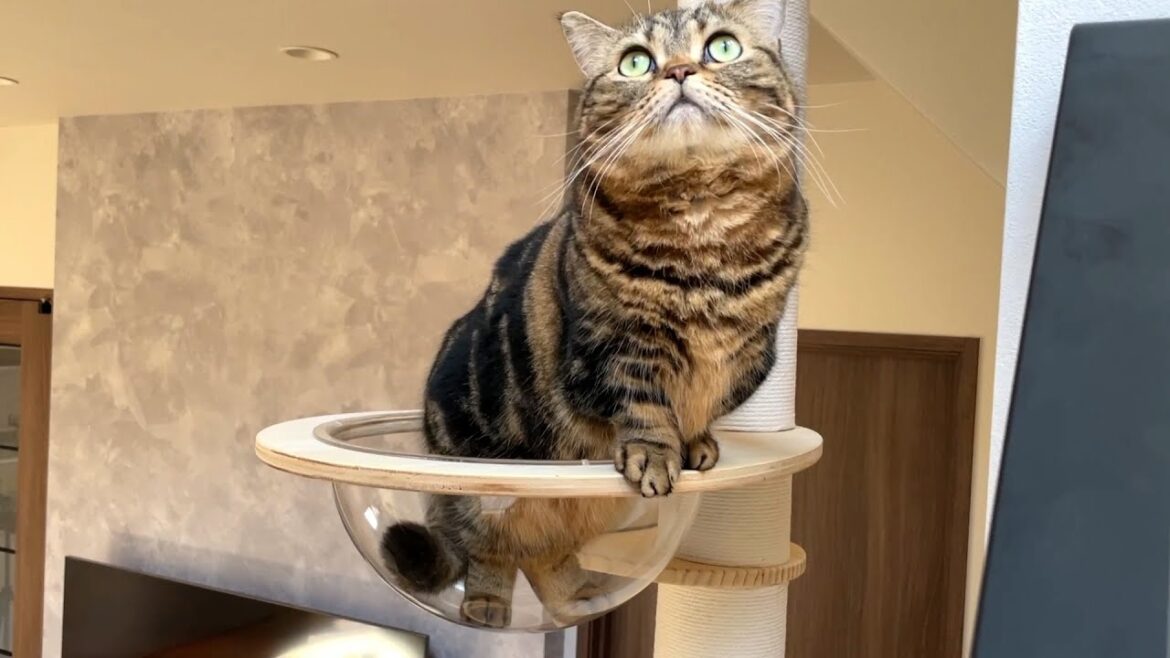 高台からのニャルソックが捗る猫