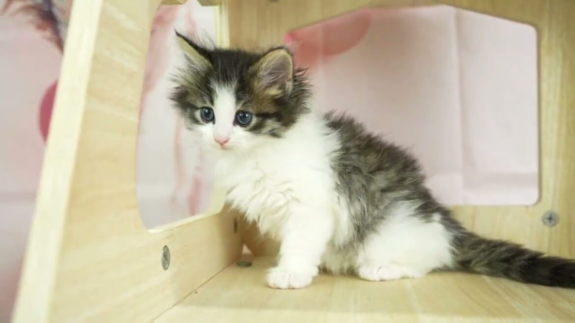 ノルウェージャンフォレストキャット 総額表示!!全て込みの価格です🐱 ノルウェージャンフォレストキャット 総額表示!!全て込みの価格です🐱