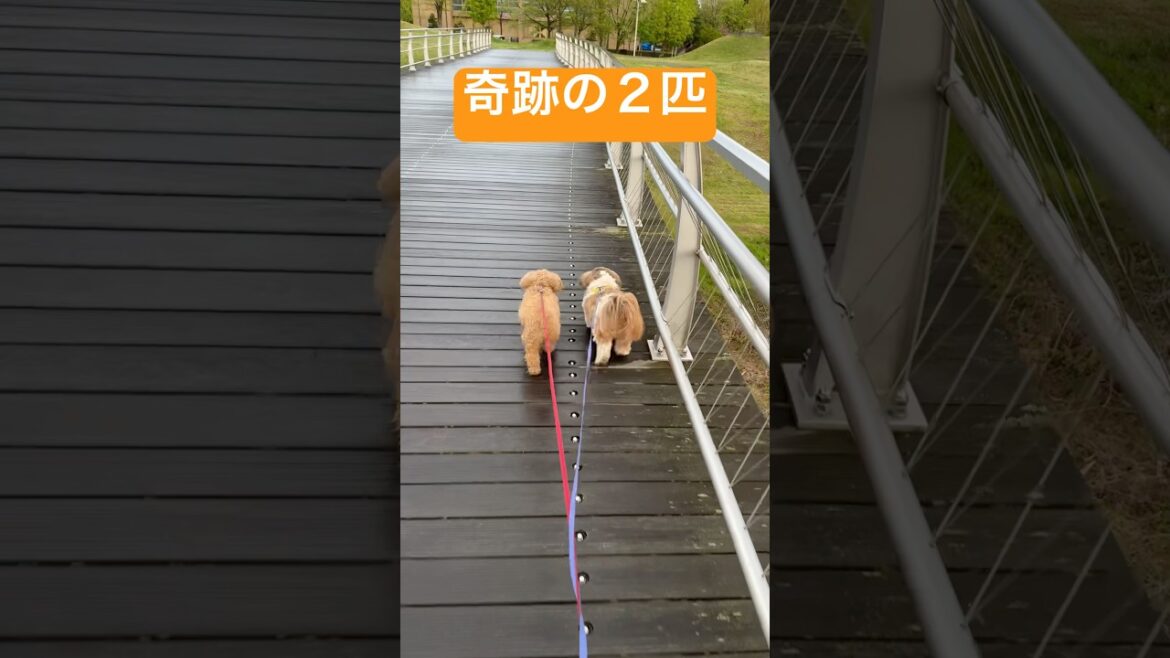 健康の森公園で目撃！仲良しシーズー＆トイプーが橋の上で見せた奇跡のシンクロ【#YouTubeショート】#Shorts#トイプードル#シーズー#チョコ#レオン