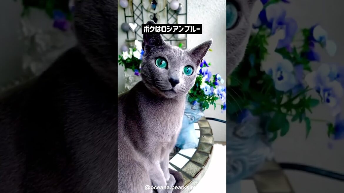 【ツンデレの化身】ロシアンブルーの可愛さがわかる1分解説 #動物 #animals #雑学 #shorts