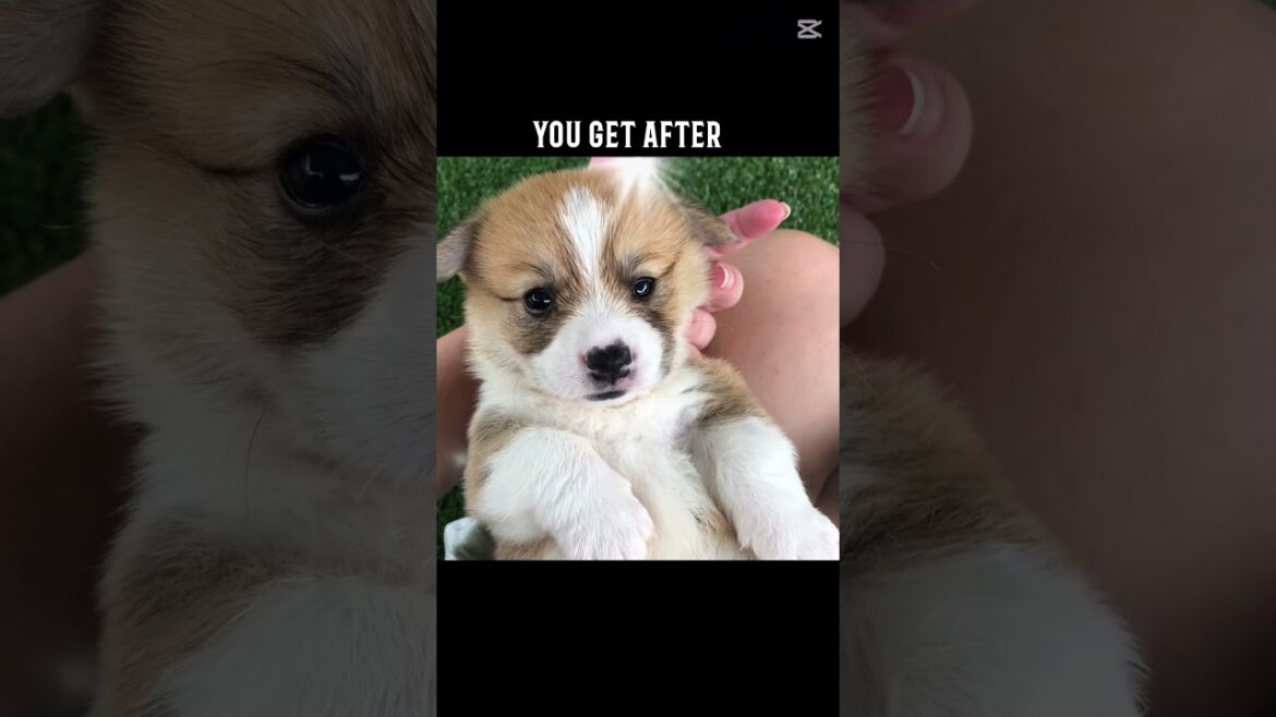 Corgi’s are our best friends #corgipuppies #corgi #shorts