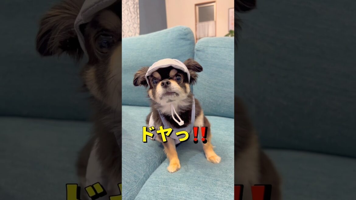 スリコのキャップがかわいすぎる🐶❤️#柴犬 #チワワ #shorts