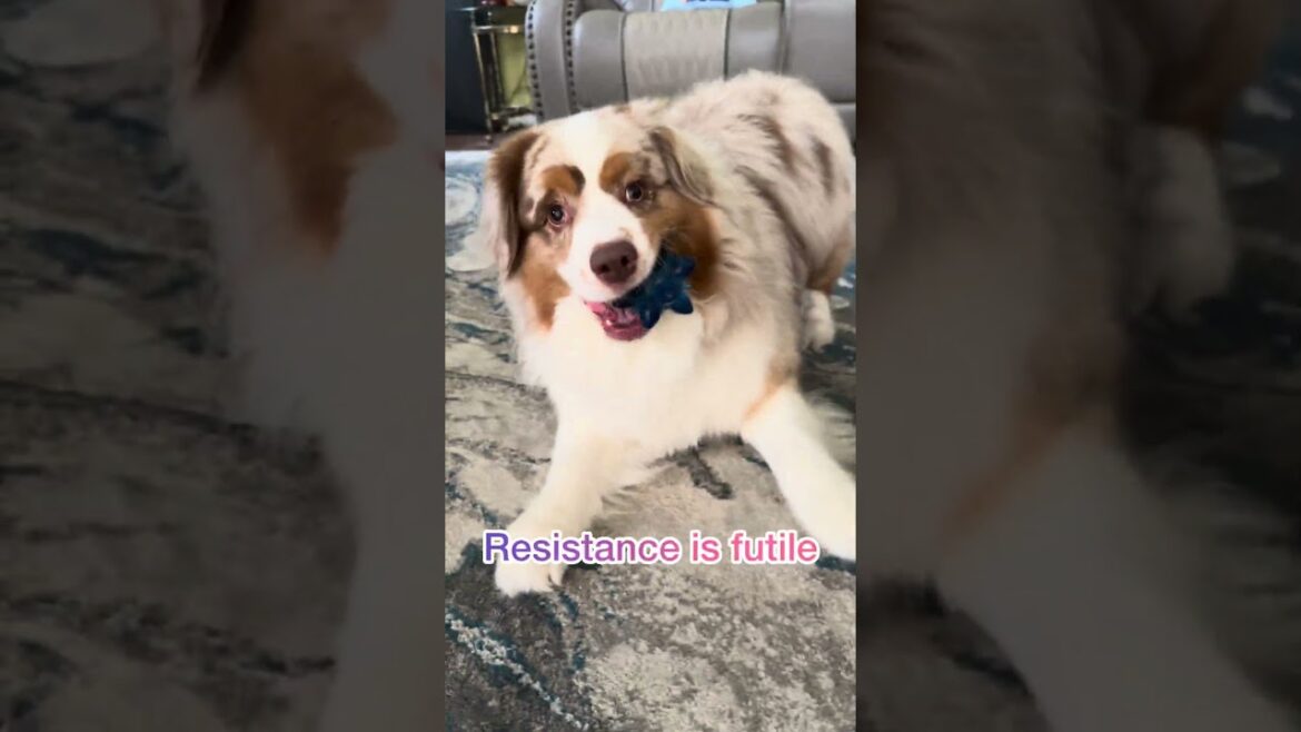 Mini Aussie DEMANDS Playtime… With His Star Toy 💫🐾