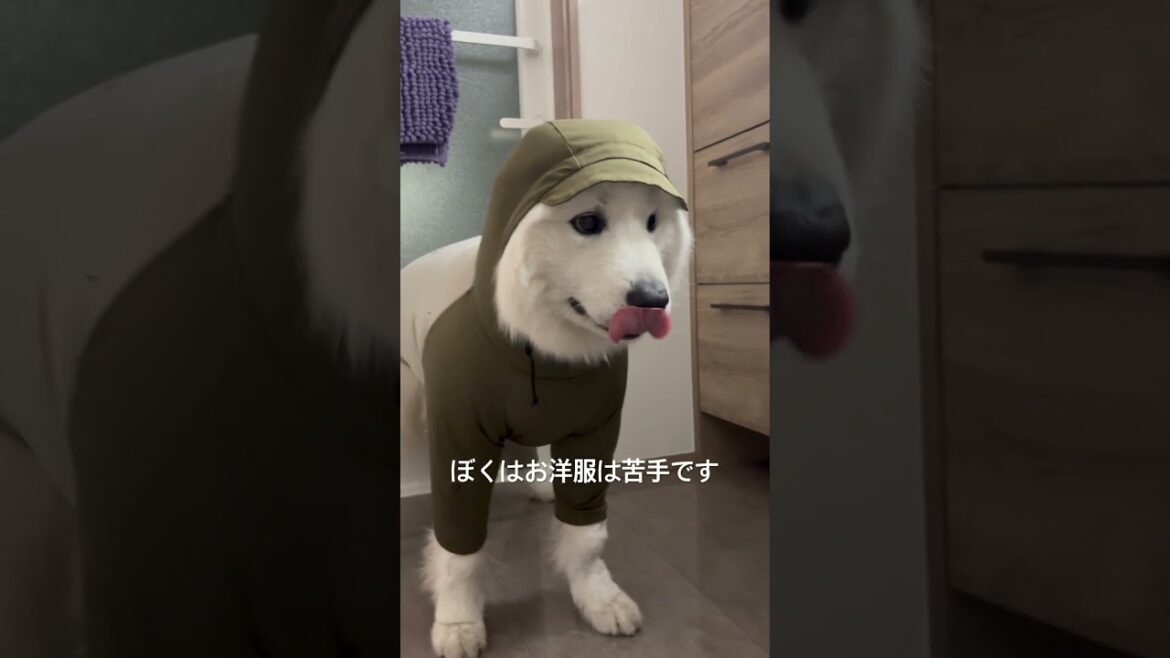 お洋服が苦手なサモエド　#サモエド #大型犬のいる生活 #samoyed