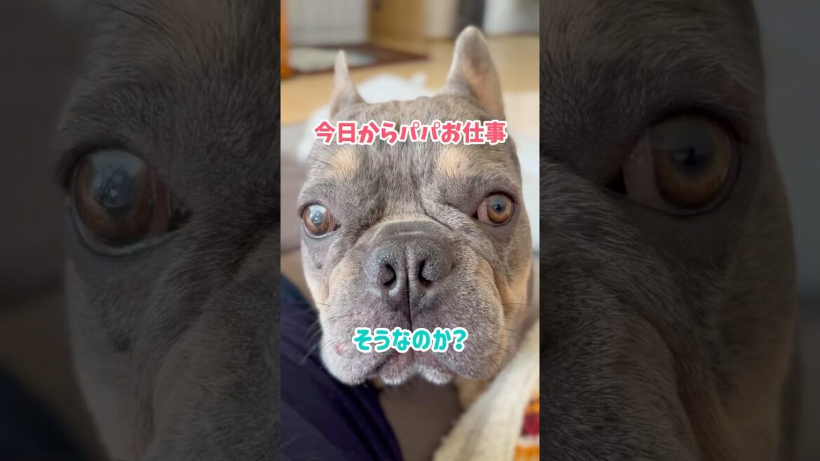 パパとのお外遊びが日課になっていた愛犬に残念なお知らせ #shorts