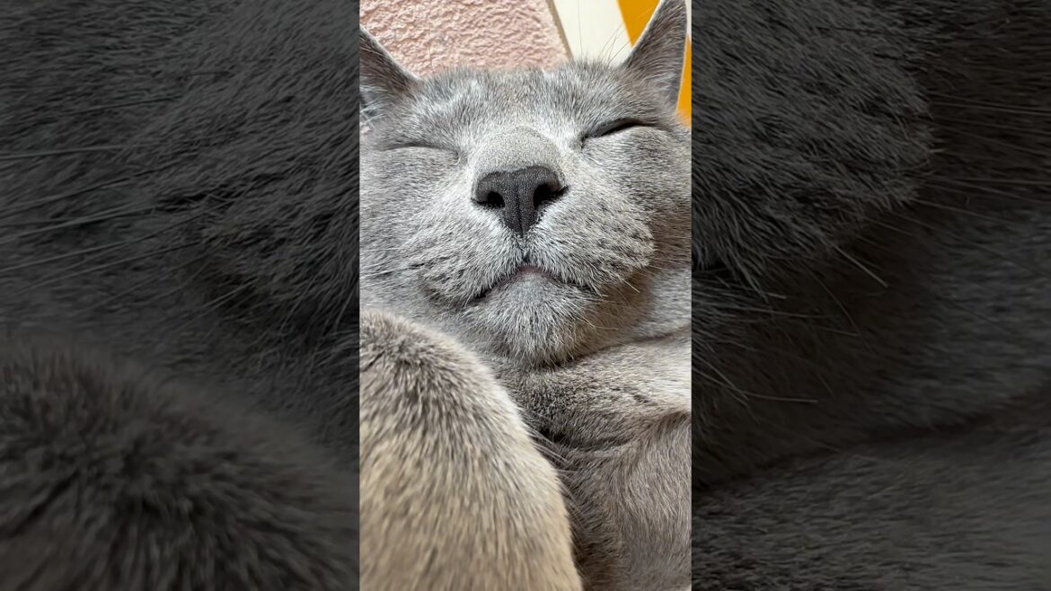 【ロシアンブルー】ただただめろんのごろごろんです🥰【猫】#shorts