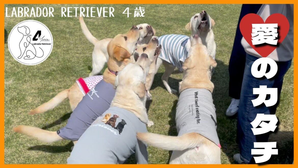 【ラブラドールレトリーバー】愛のカタチ〜愛情いっぱいに育ったラブラドールはこうなります〜　４歳お誕生会