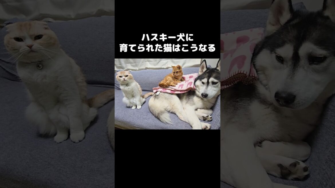 ハスキー犬が育てた猫達はこうなる...笑　This is what happens when a husky raises cats…