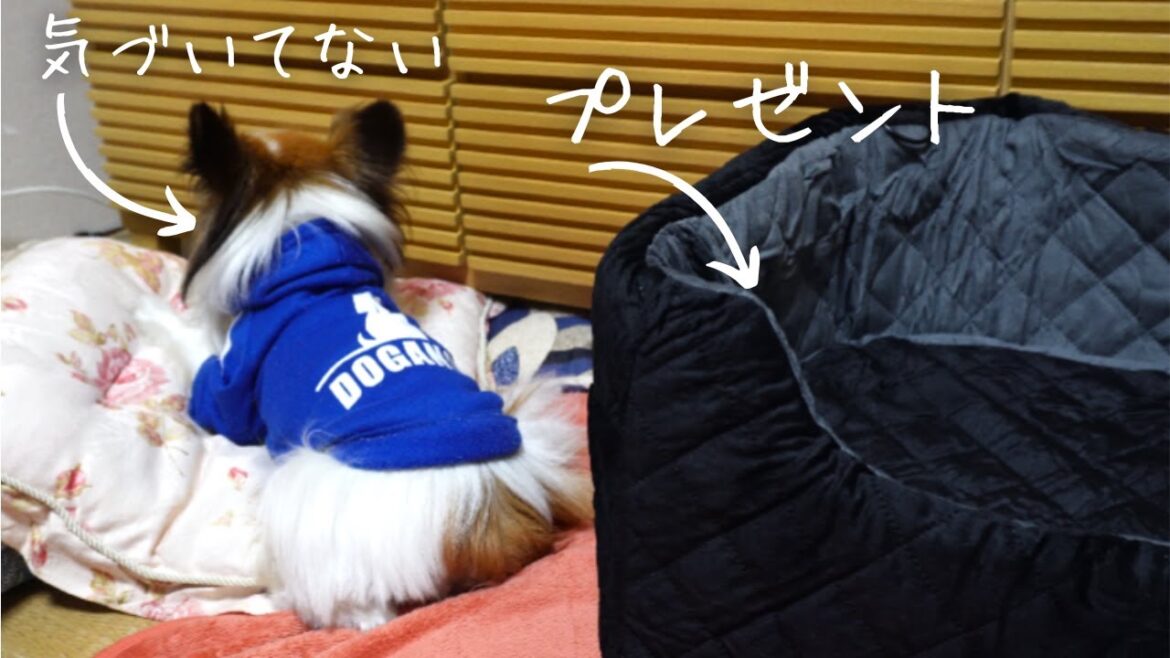 【ドライブボックス】レビュー✨背後にこっそりプレゼントを置いておいたらこうなりました【パピヨン】