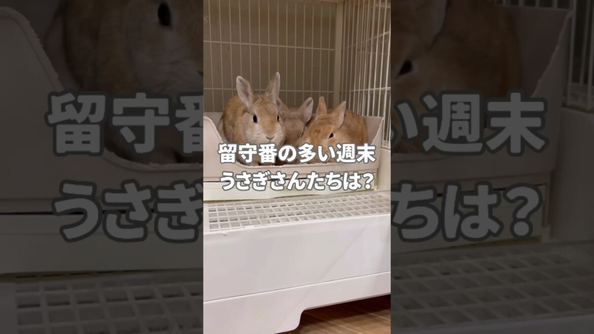 うさぎさん留守番 #うさぎ多頭飼い  #うさぎ #rabbit  #ネザーランドドワーフ #ミニチュアシュナウザー  #犬 #犬のいる暮らし #dog