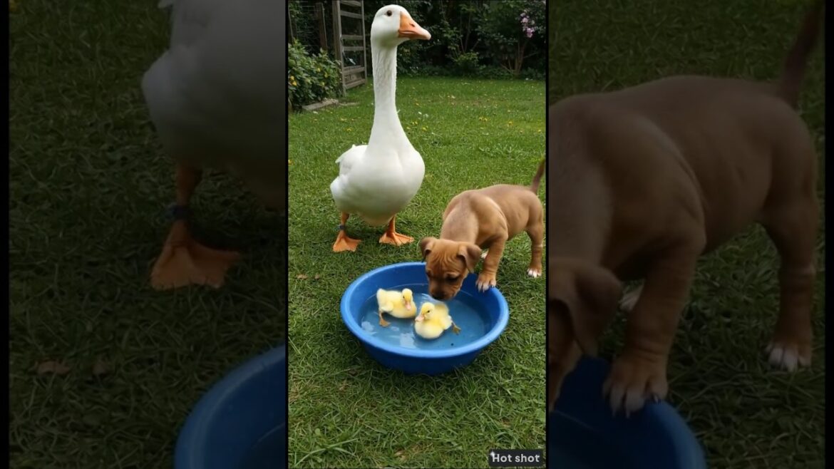 Curious American Staffordshire Terrier puppy frolics with white geese. Cat keeps distance.