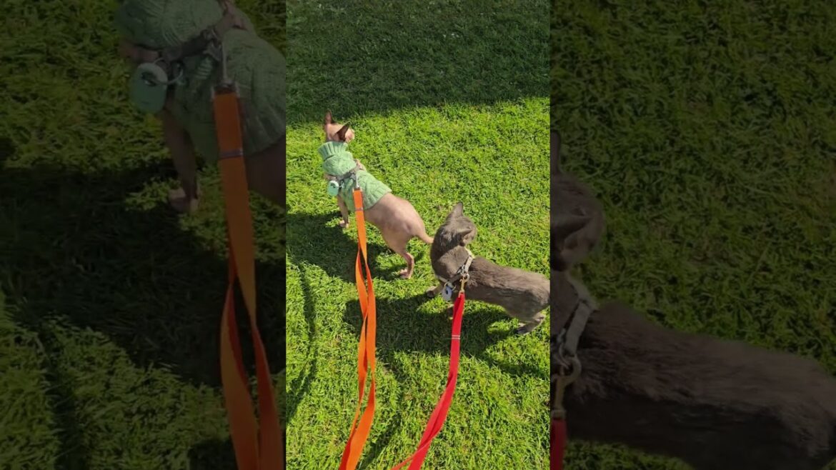 April Adventures with Our Two Adventure Cats! #shorts #pets #cats #sphynx #korat #adventures #dayout