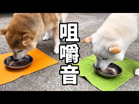 ASMRで聞きたい柴犬のシャゴシャゴという咀嚼音 ASMRで聞きたい柴犬のシャゴシャゴという咀嚼音