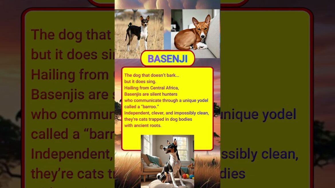 Curious Info #017 – Basenji #dogs #Basenji #pets