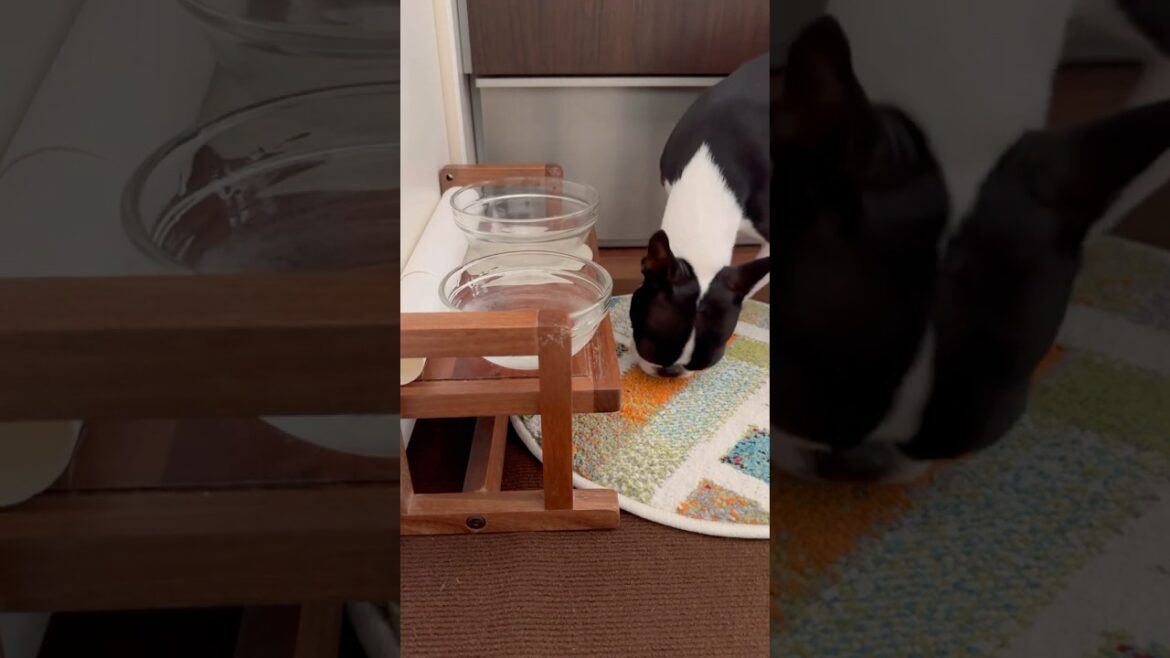 おはよう！メルの朝ごはん #ボストンテリア #ボステリ #bostonterrier