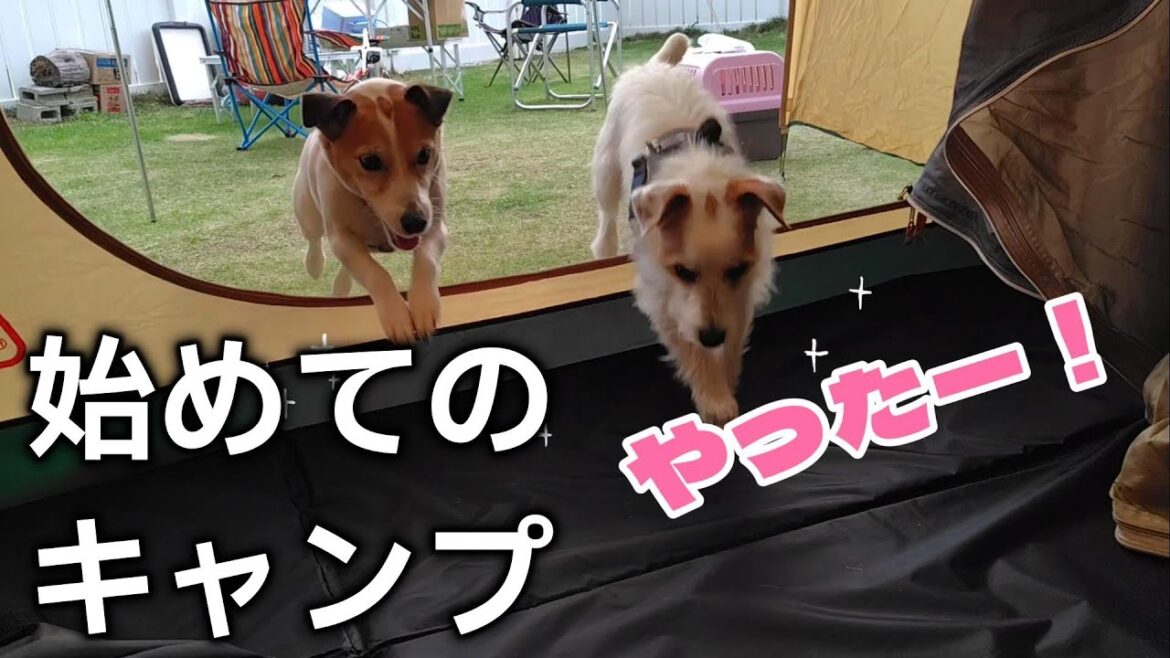 【おすすめ】ドッグラン付きオートキャンプ場で愛犬とお泊り　　　　　　　　　　　　#ジャックラッセルテリア