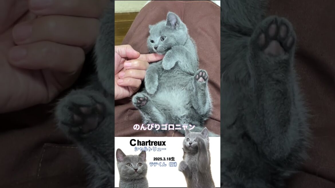 #shorts 【シャルトリュー子猫】膝の上でゴロゴロと #シャルトリュー #猫のいる生活