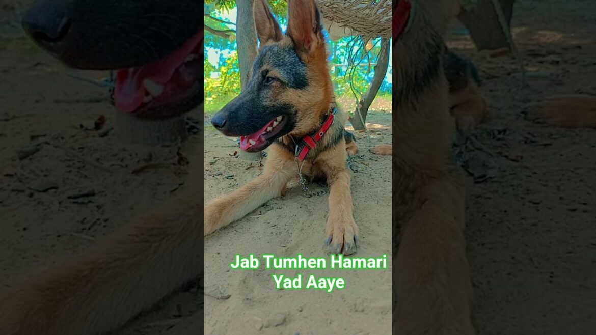 Jab Tumhen Akele Mein Meri Yad Aaegi #attitude #kangal #germanshepheard #facts