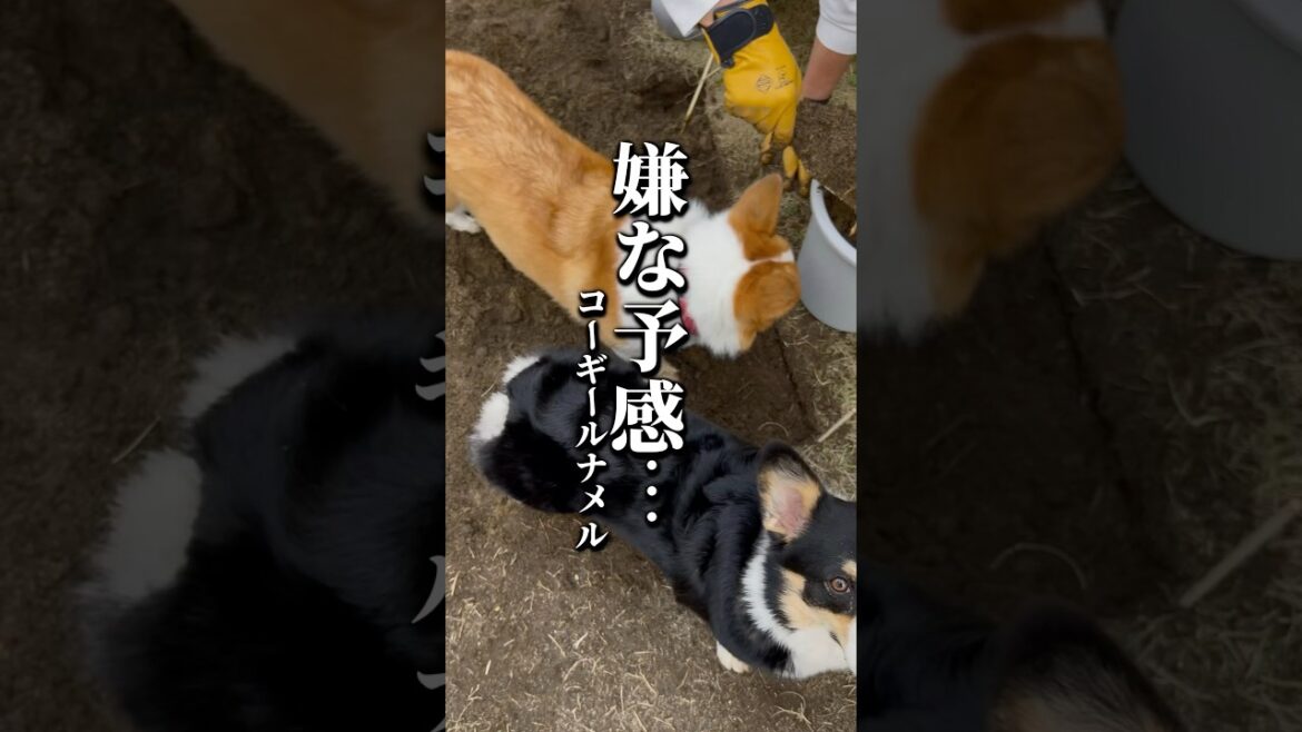 嫌な予感…#コーギー #コーギールナメル #コーギー多頭飼い #corgi #corgilove #corgisofyoutube