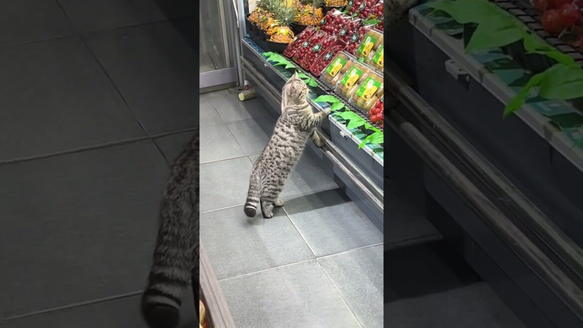 When Cats Act Like Comedians #cat #funny #shorts