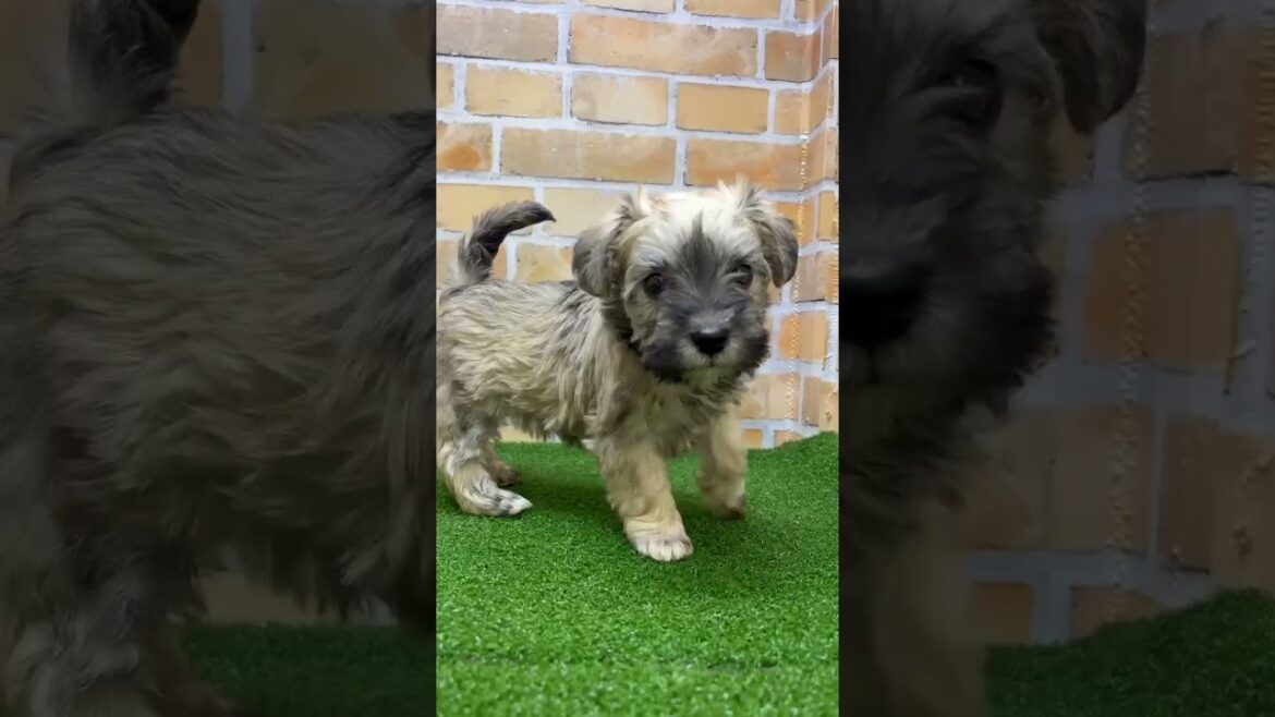 ♡新しいわんちゃん紹介♡  #puppy   #マルシュナ  #ペットショップ