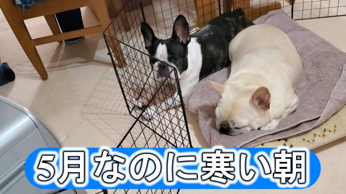 条件反射でヒーター前へフレンチブルドッグ達の愛おしい朝ルーティン【French bulldogs’ adorable morning routine rushing to the heater as 条件反射でヒーター前へフレンチブルドッグ達の愛おしい朝ルーティン【French bulldogs' adorable morning routine rushing to the heater as