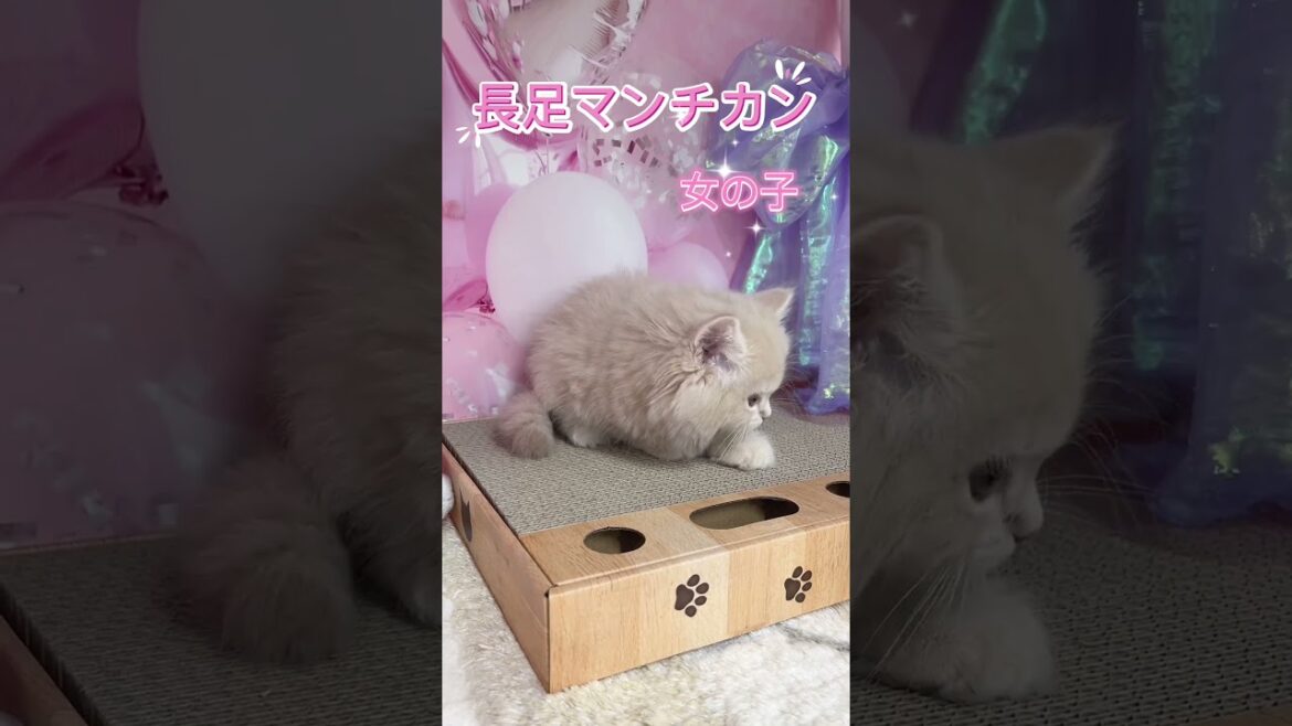 【ご家族様募集中】長足マンチカン女の子♡ #cat #かわいい子猫 #kitten #子猫 #cute #子猫ブリーダー #長足マンチカン #マンチカン