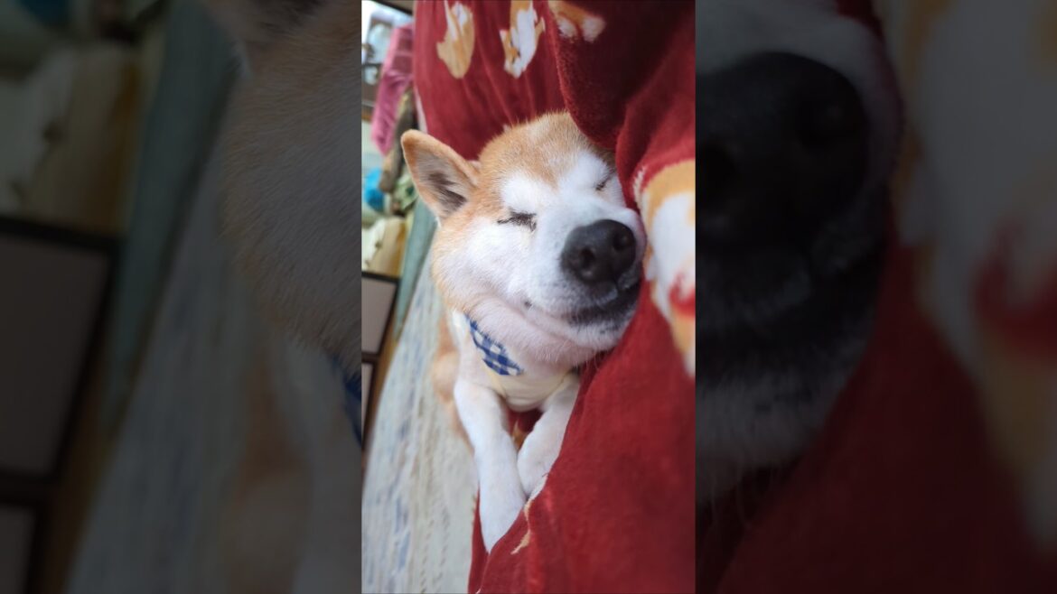 幸せなお昼寝中の柴犬　 #shiba #柴犬
