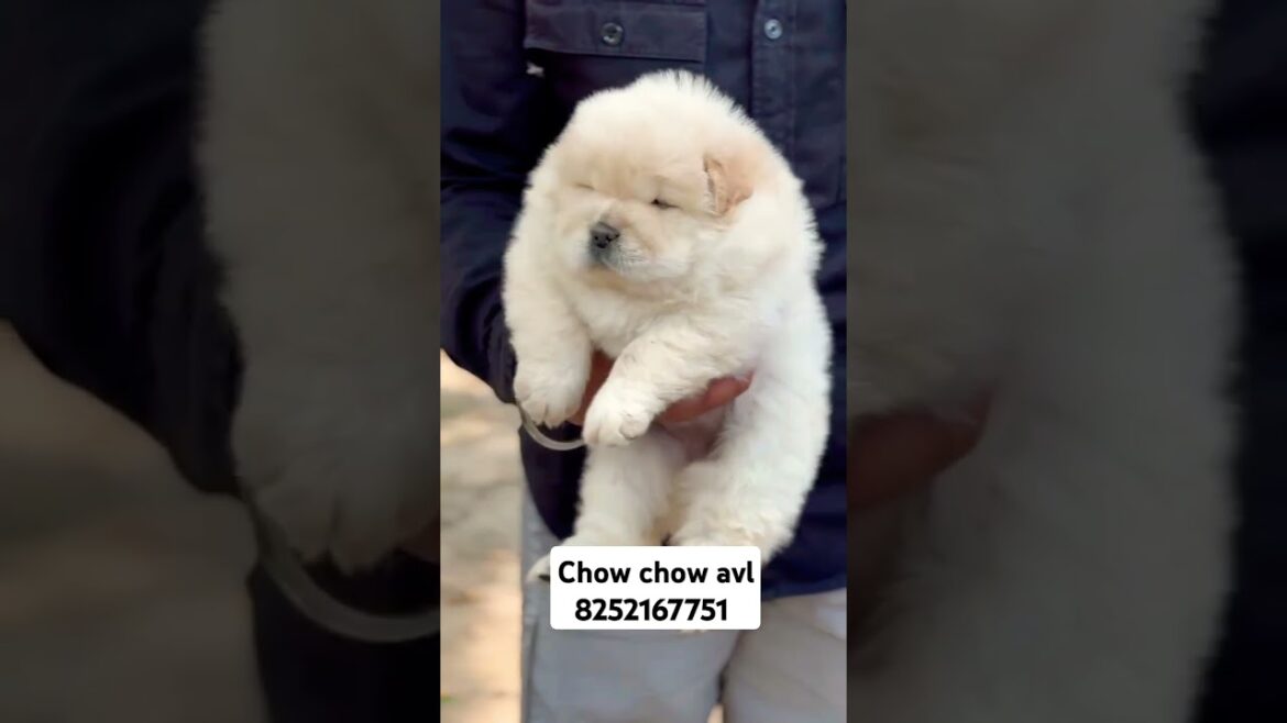 Chow chow available for new home #petlover #doglover #chowchow #pets