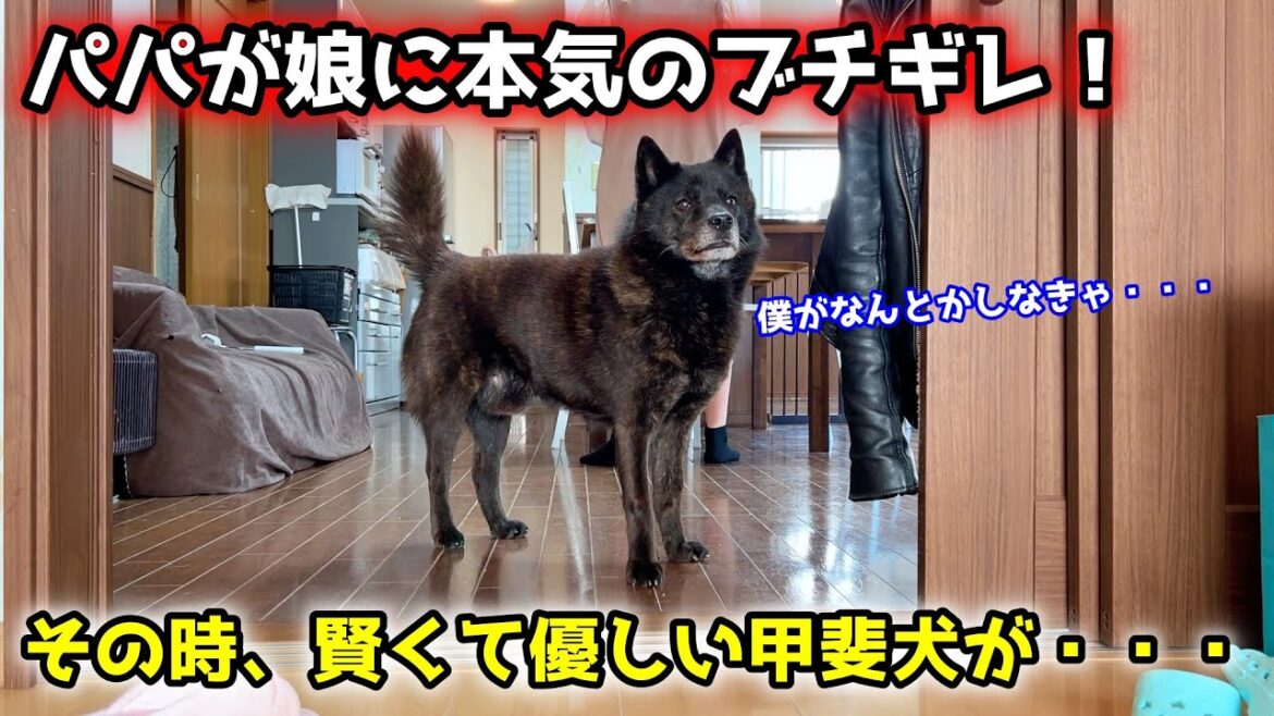 甲斐犬は賢くて優しい！子供を本気で叱ったら、優しい甲斐犬がこうなりました