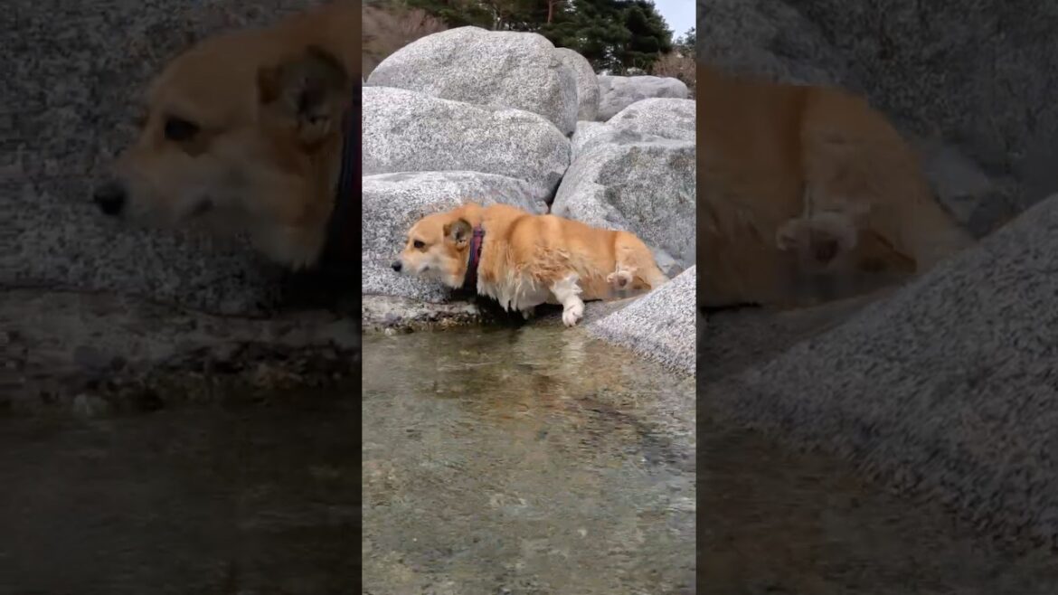 天然プールに這い上がるコーギー / The corgi is pulling itself out of the natural pool. #コーギー #corgi #サクラ