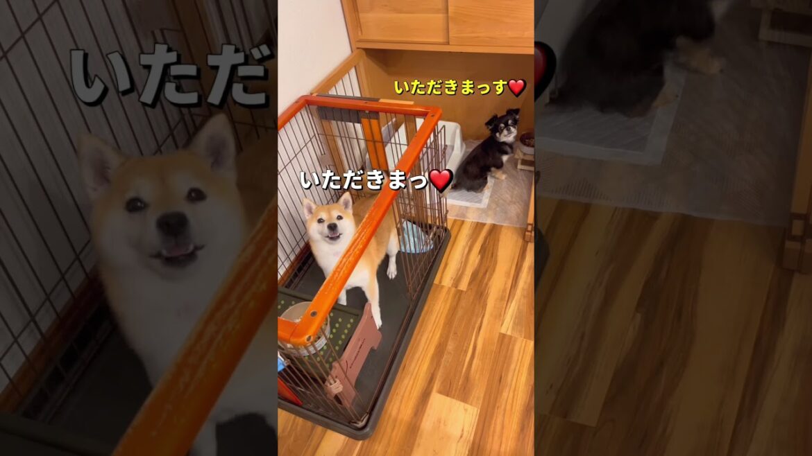 みんなで食べると美味しいね🐶🐶🐶❤️#柴犬 #チワワ #shorts