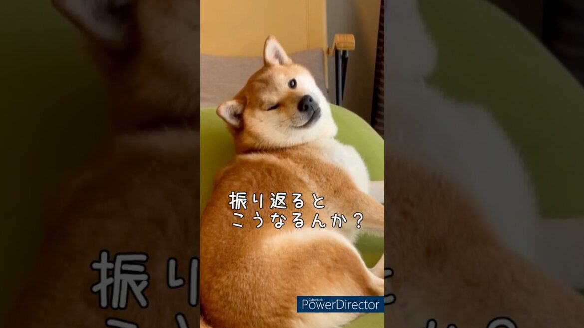 【ウインク柴】豆柴アオと柴犬委員会  mameshiba AO & shiba inu committee #Shorts#柴犬 #豆柴#愛犬 #癒し#柴犬のいる生活