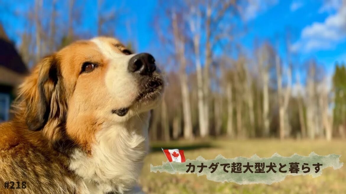 さよなら、ジン【超大型犬3頭とカナダで田舎暮らし】