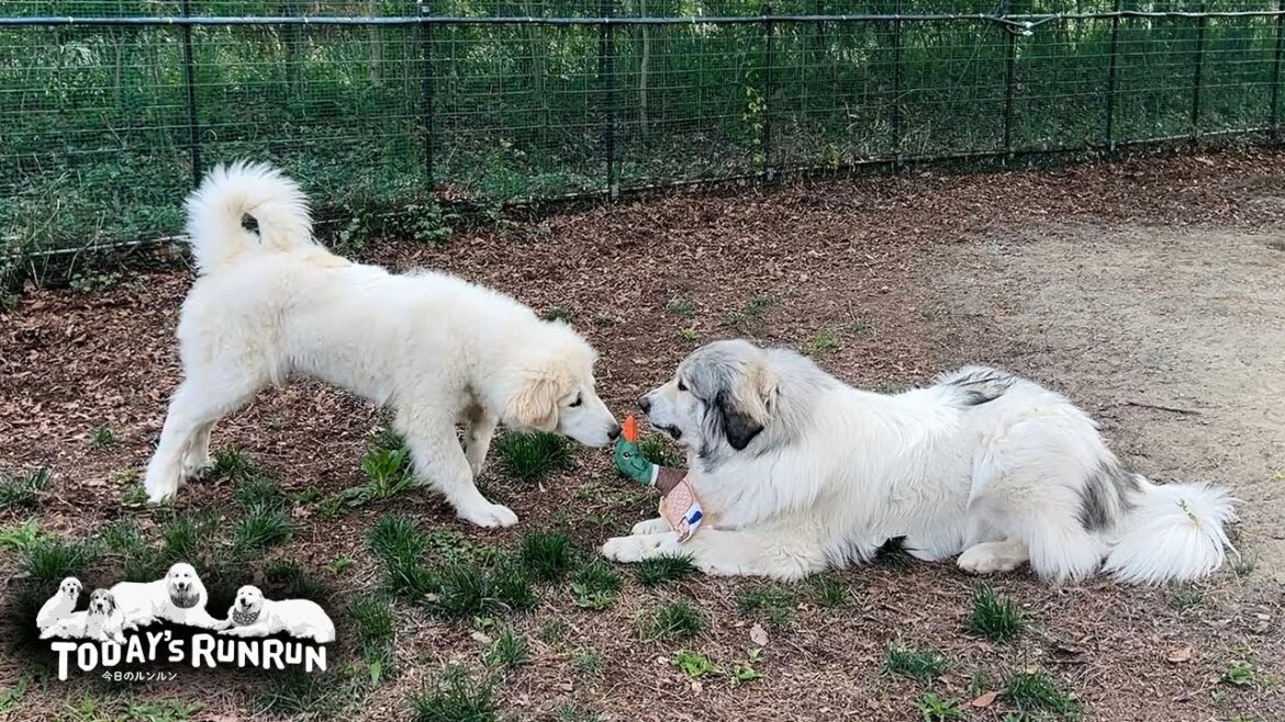 カモのぬいぐるみをリリーに渡したくないベルです Great Pyrenees グレートピレニーズ カモのぬいぐるみをリリーに渡したくないベルです Great Pyrenees グレートピレニーズ