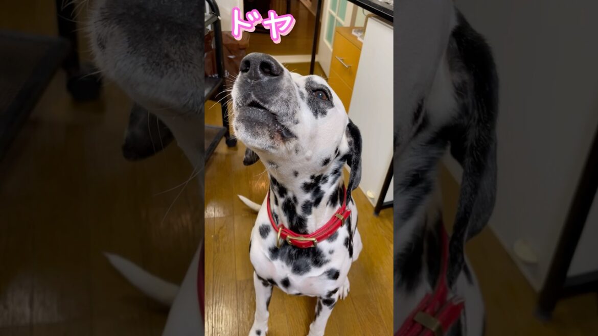 褒めたらドヤ顔のダルメシアン