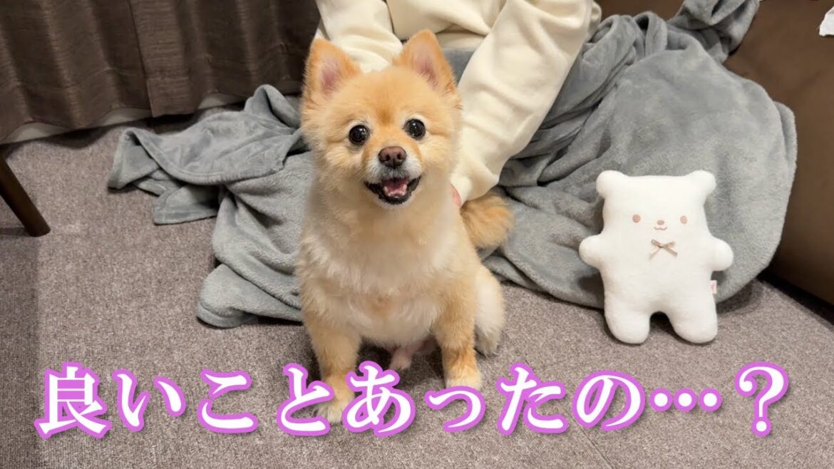 幸せな気持ちを隠し切れないポメラニアン…笑
