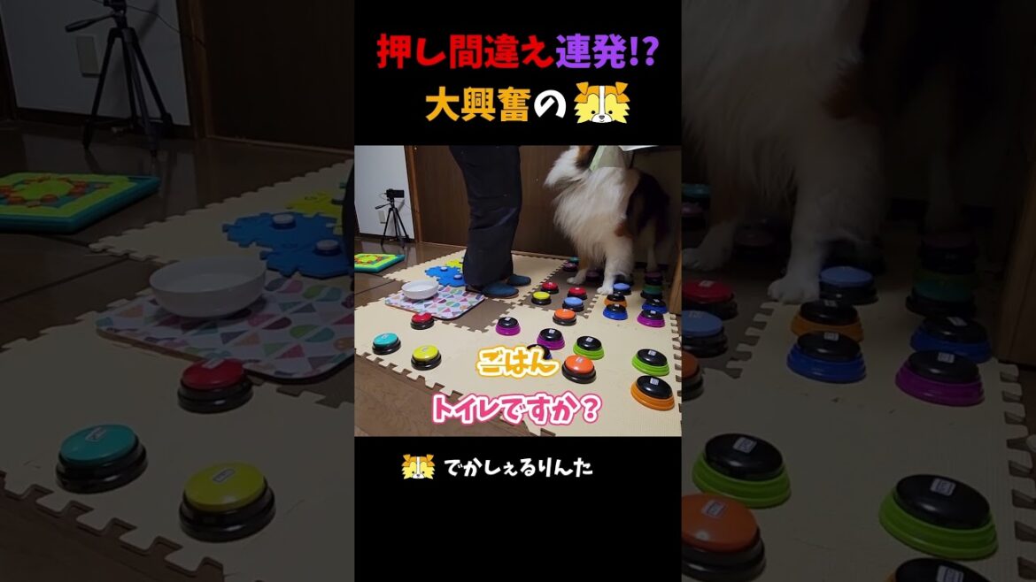 押し間違え連発!?大興奮のシェルティ【会話ボタンでしゃべる犬】 #shorts #犬 押し間違え連発!?大興奮のシェルティ【会話ボタンでしゃべる犬】 #shorts #犬